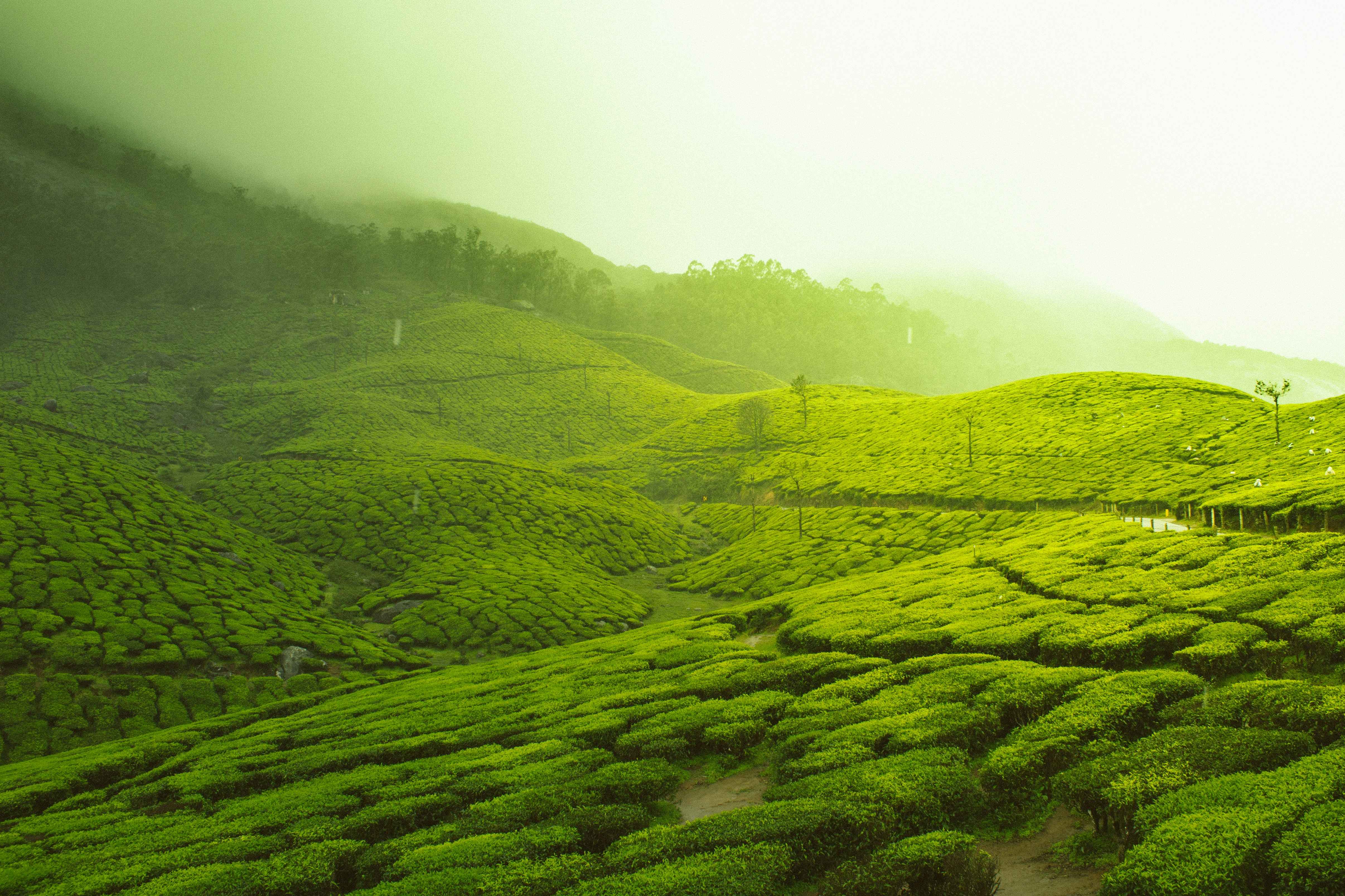 Munnar Festivals and Traditional Dances